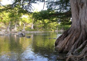A serene river with lush green trees on both sides and large roots visible in the foreground, reminiscent of the natural beauty you might find near Water Softener Systems Bulverde Texas.